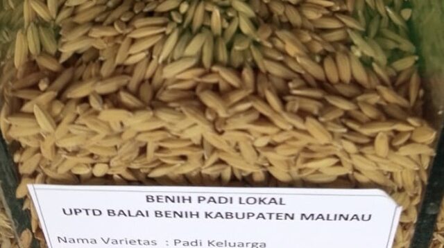 Varietas Padi Keluarga.