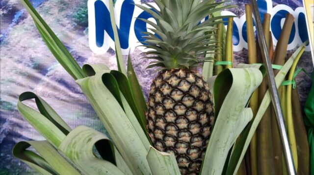 Nanas madu Sungai Boh.