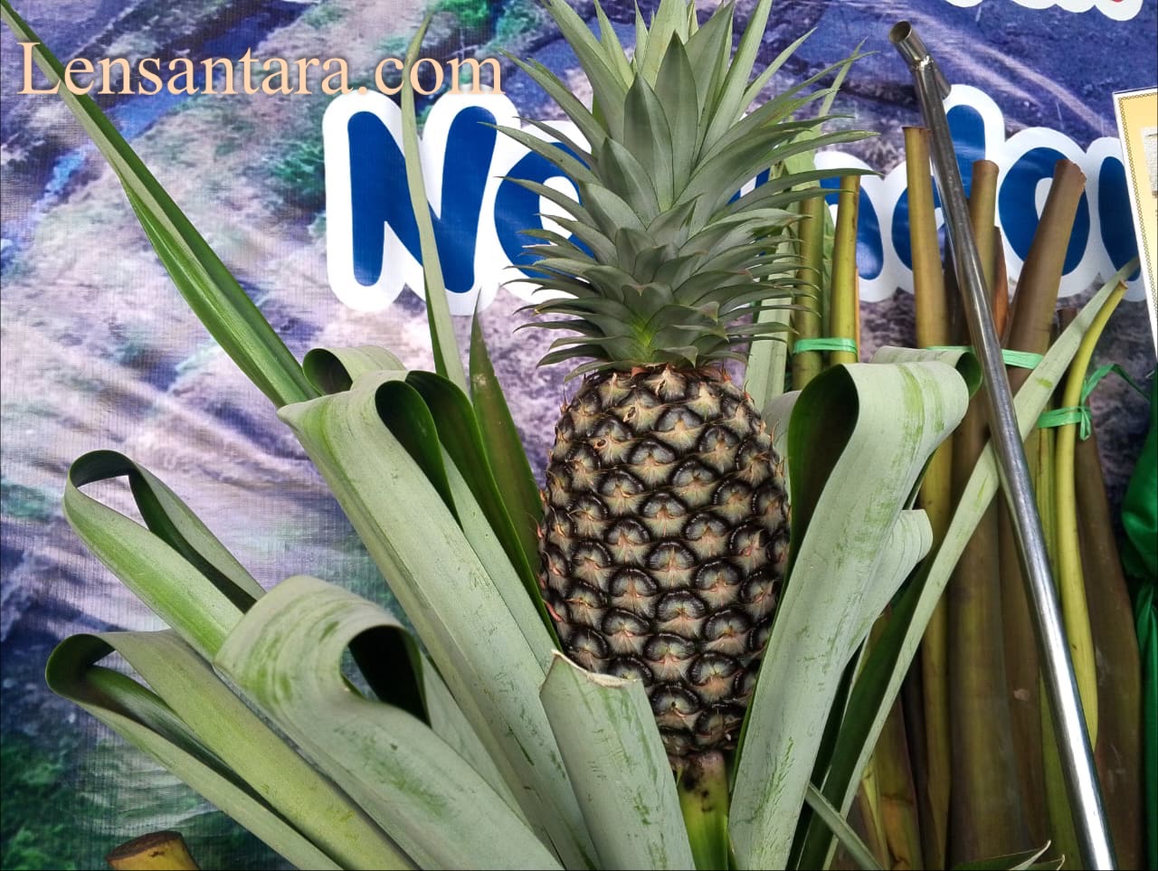 Nanas madu Sungai Boh.