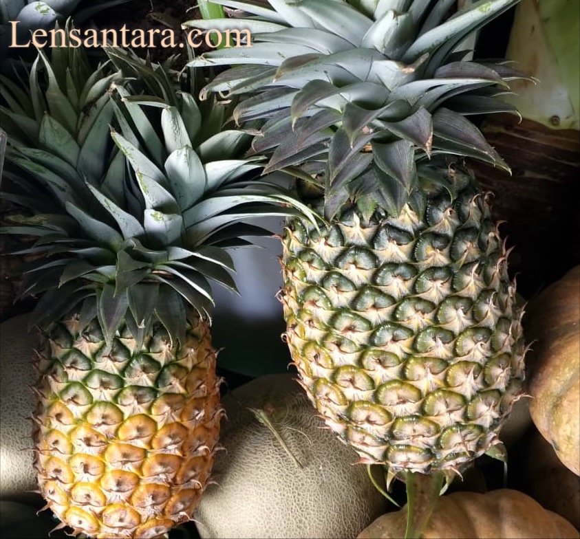 Nanas madu Sungai Boh.