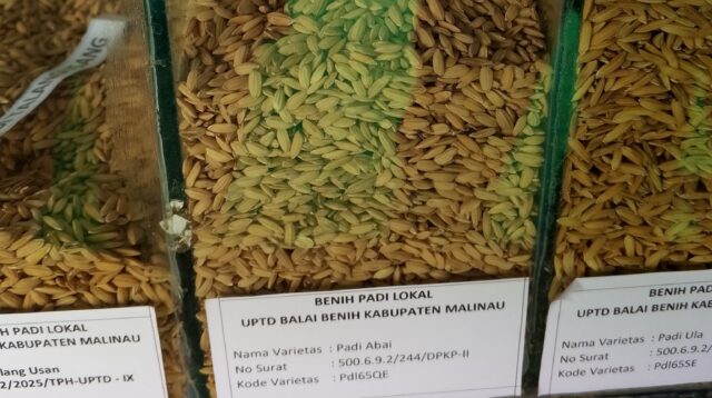 Padi Langsat.