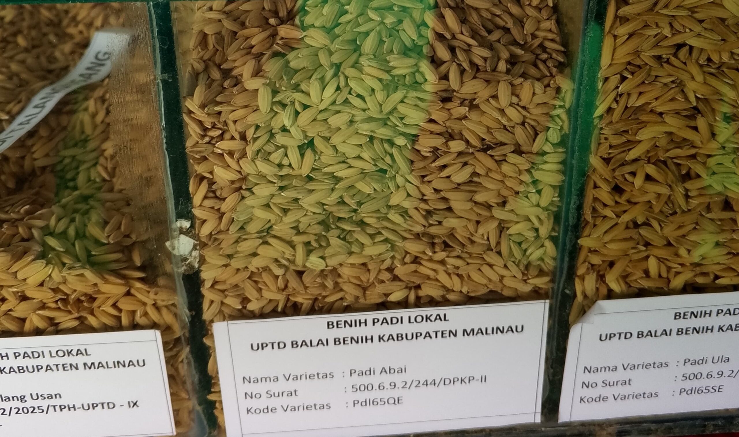 Padi Langsat.