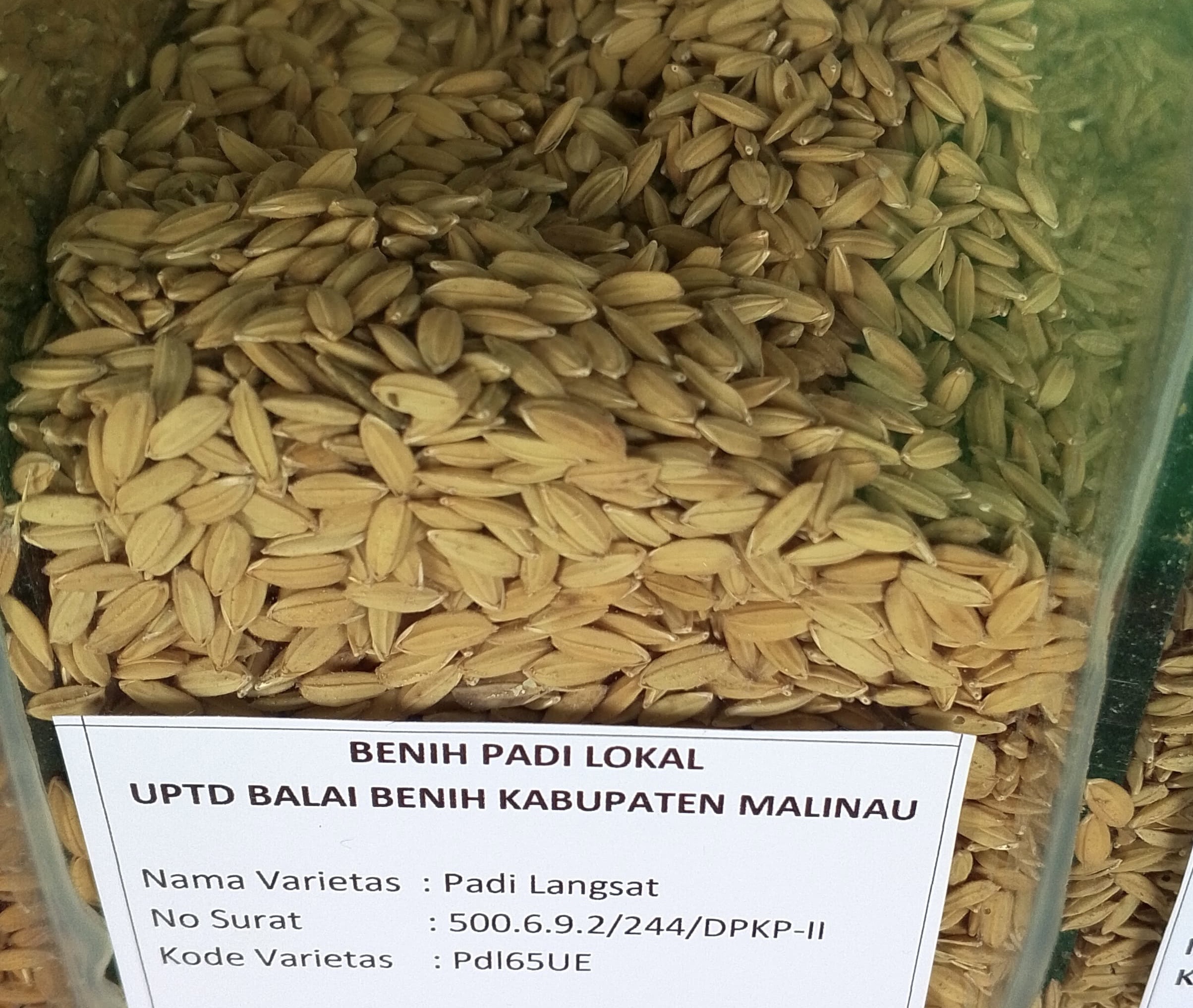 Padi Langsat.