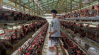 Peternakan ayam petelur di Desa Tanjung lapang, Malinau Barat. Peternakan ayam petelur di Desa Tanjung lapang, Malinau Barat.