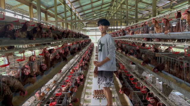Peternakan ayam petelur di Desa Tanjung lapang, Malinau Barat.