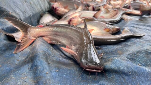 Ikan patin hasil budidaya kelompok pembudidaya ikan di Minapolitan, Desa Malinau Seberang, Kecamatan Malinau Utara.