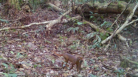 Kucing merah Kalimantan kembali terekam di TNKM.