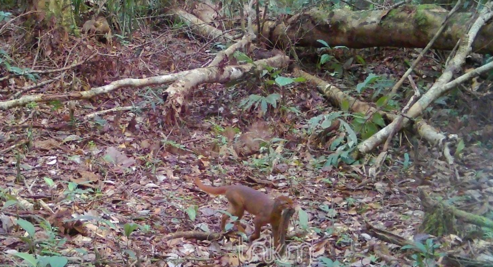 Kucing merah Kalimantan kembali terekam di TNKM.
