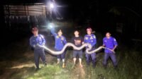 Ular sawah yang berhasil dievakuasi petugas Damkar Malinau dari kandang ayam di RT.9 Malinau Hulu Kecamatan Malinau Kota, Rabu (7/10/2027) dini hari.