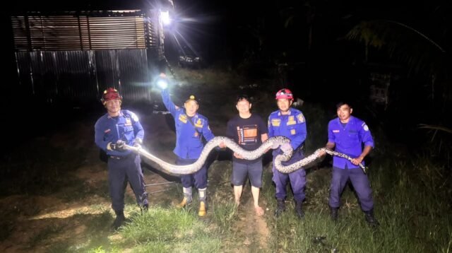 Ular sawah yang berhasil dievakuasi petugas Damkar Malinau dari kandang ayam di RT.9 Malinau Hulu Kecamatan Malinau Kota, Rabu (7/10/2027) dini hari.