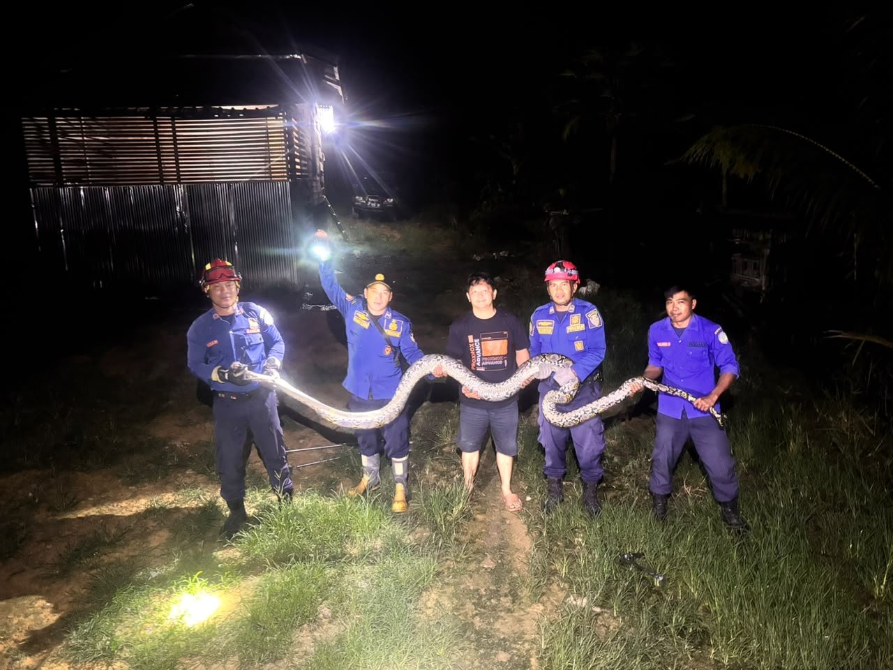 Ular sawah yang berhasil dievakuasi petugas Damkar Malinau dari kandang ayam di RT.9 Malinau Hulu Kecamatan Malinau Kota, Rabu (7/10/2027) dini hari.